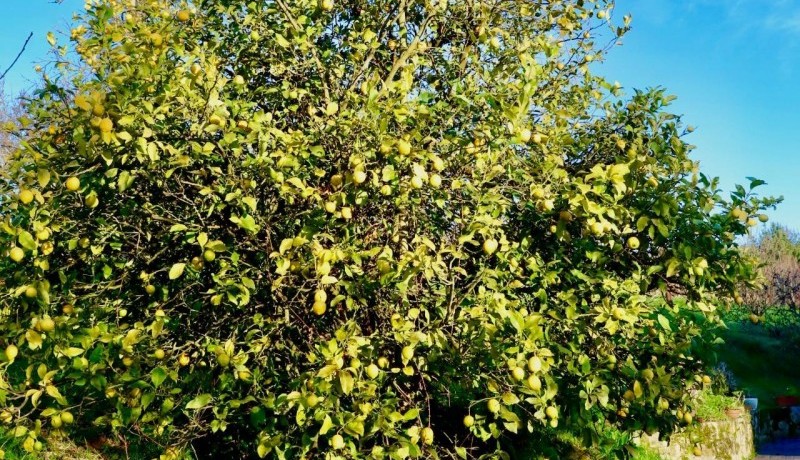 Caserio en Venta en Berango
